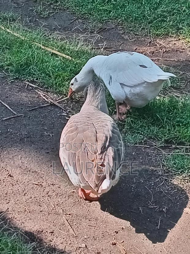 Goose for Sale - thumbnail 2