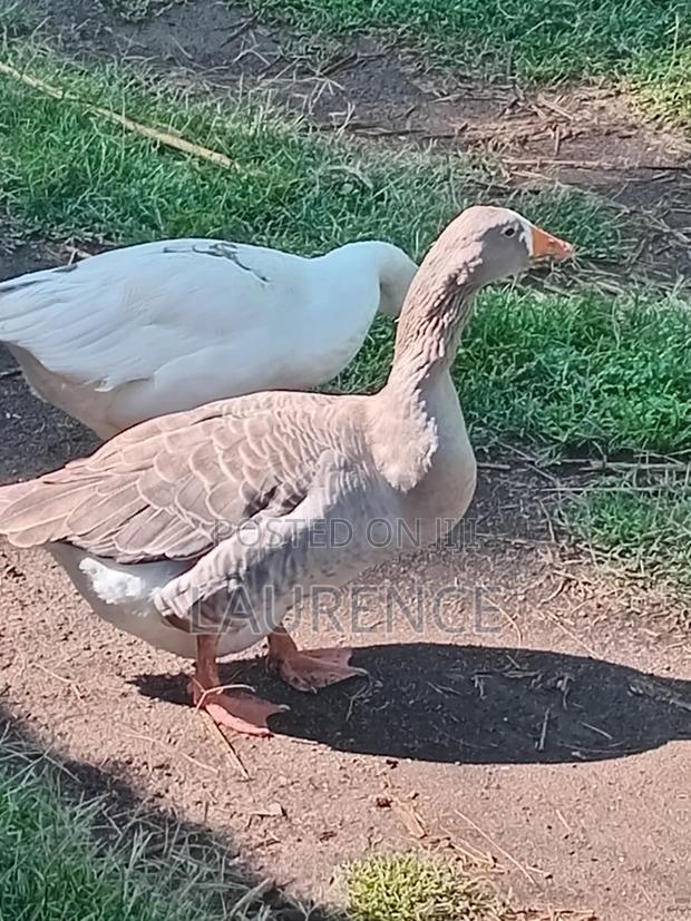 Goose for Sale - thumbnail 3