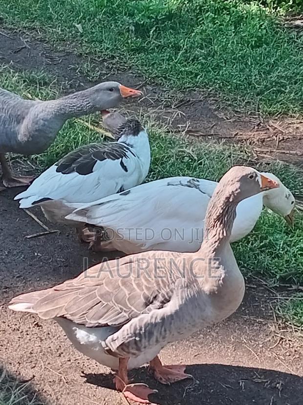 Goose for Sale - thumbnail 4