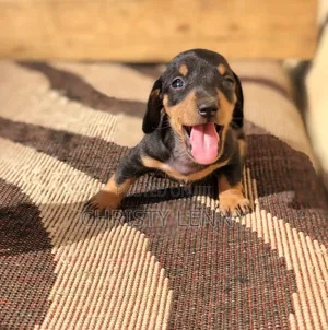 1-3 months Male Purebred Dachshund