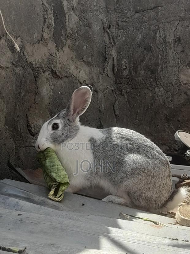 Flemish Giant