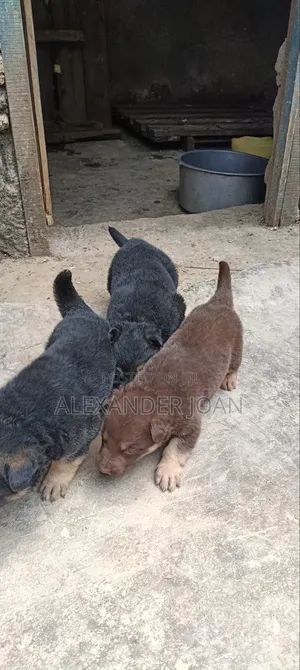 3-6 months Female Purebred German Shepherd