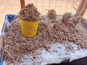 Fresh Omena for Affordable Price