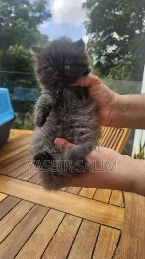 1-3 months Male Purebred Persian