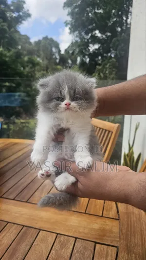 1-3 months Female Purebred Persian