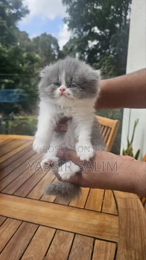 1-3 months Female Purebred Persian