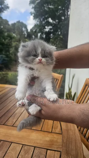 1-3 months Female Purebred Persian