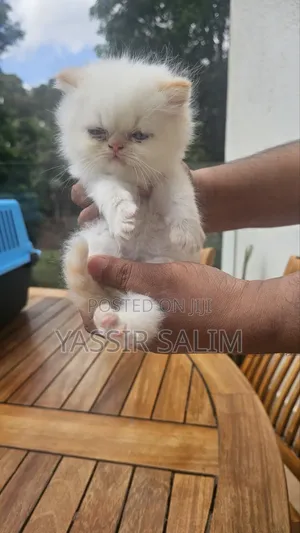 1-3 months Male Purebred Persian