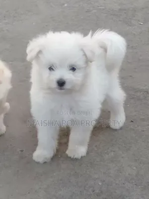 1-3 months Male Purebred Japanese Spitz