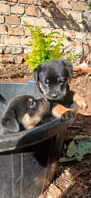 1-3 months Female Purebred Rottweiler