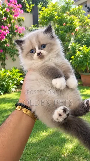 1-3 months Female Purebred Persian