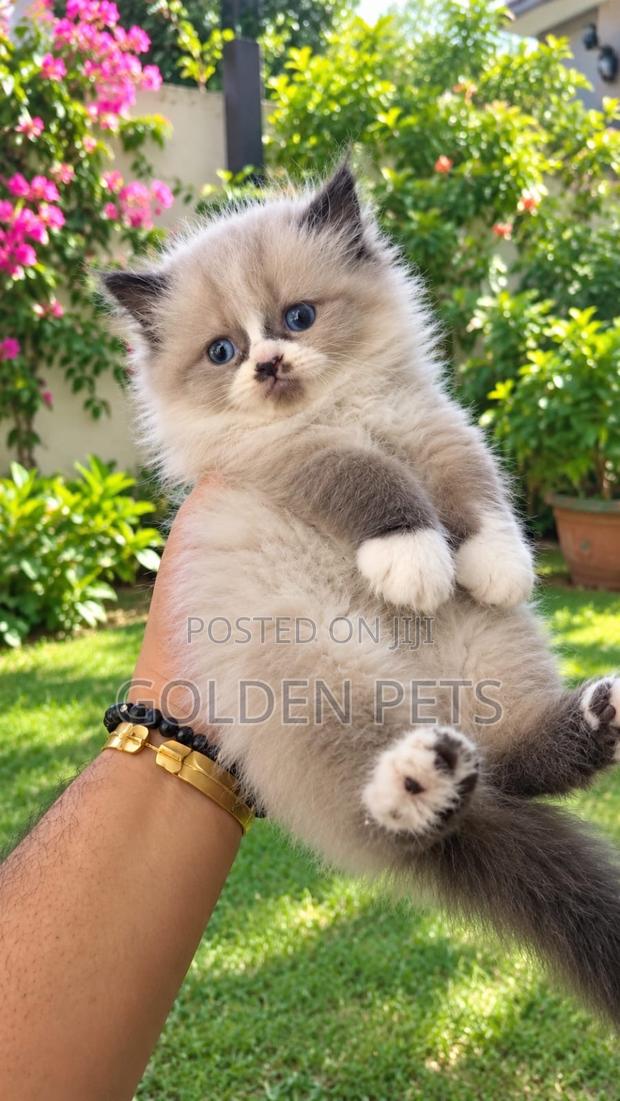 1-3 months Female Purebred Persian