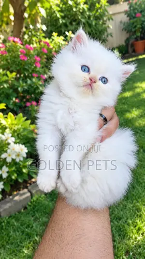 1-3 months Male Purebred Persian