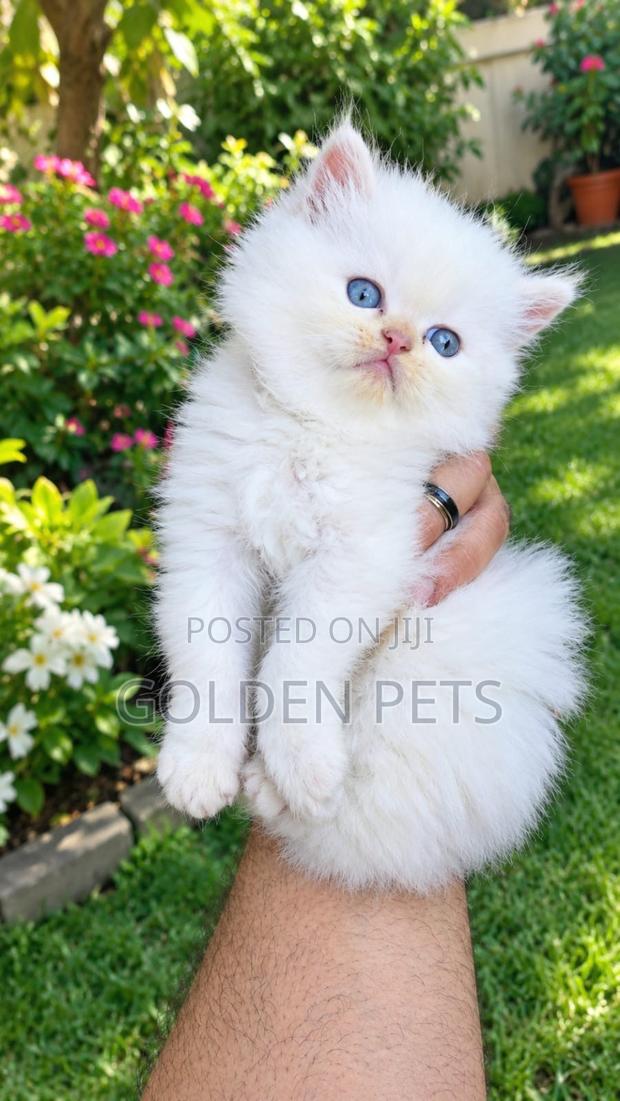 1-3 months Male Purebred Persian