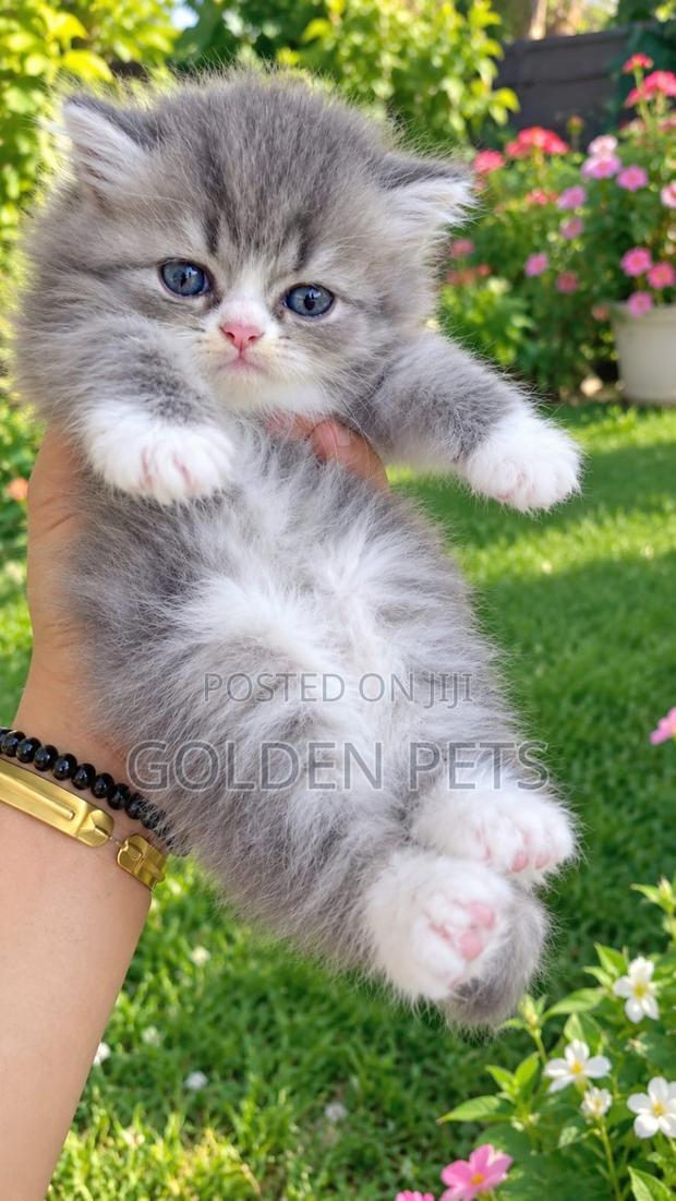 1-3 months Female Purebred Persian