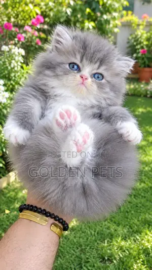 1-3 months Female Purebred Persian
