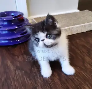 1-3 months Male Purebred Persian