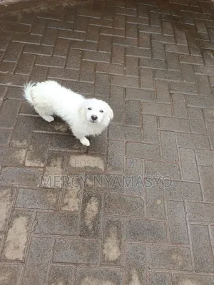 3-6 months Male Mixed Breed Japanese Spitz