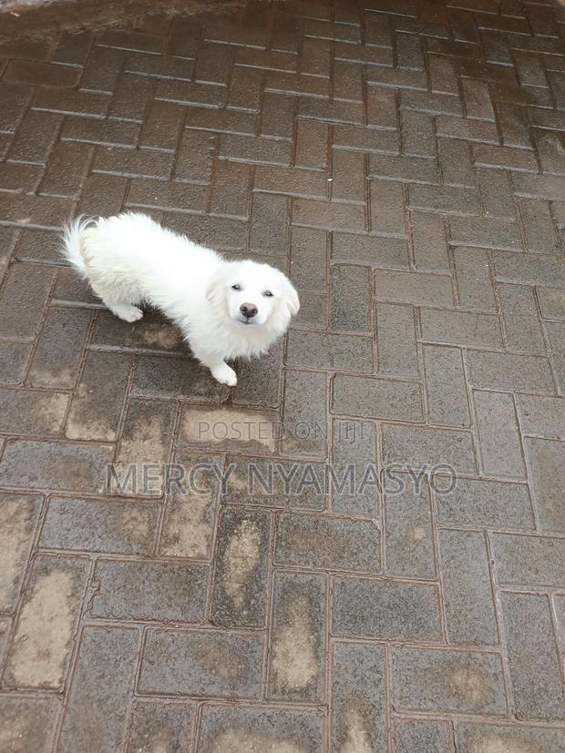 3-6 months Male Mixed Breed Japanese Spitz
