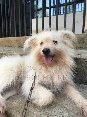 1+ year Male Purebred Maltese