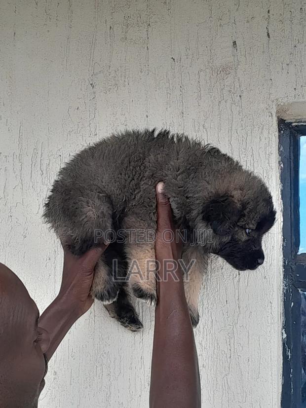 1-3 months Female Purebred Caucasian Shepherd