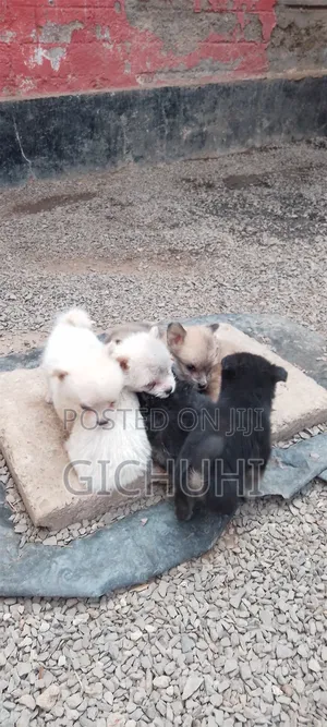 0-1 month Female Purebred Chihuahua