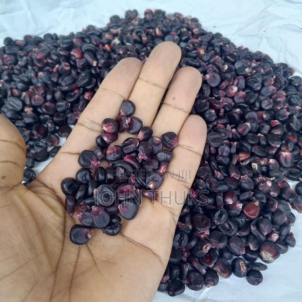 Maize Morado, Heirloom Black Maize