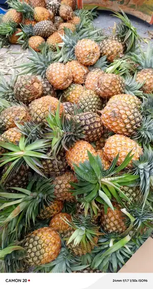 Fresh Pinneple for Sell