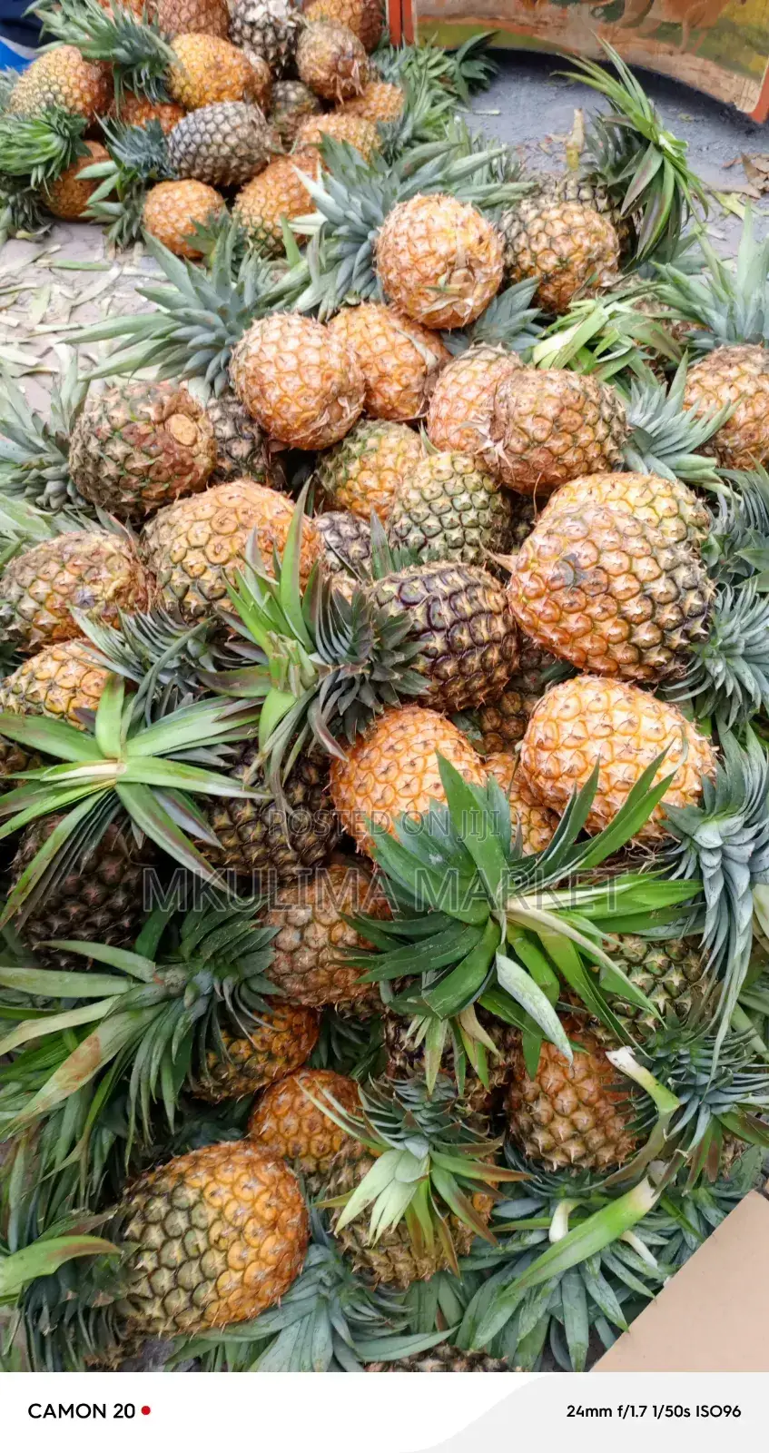 Fresh Pinneple for Sell