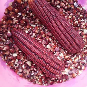 Maize Morado, Heirloom Maize