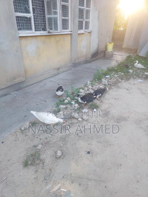 Matured Male and Female Ducks for Sale