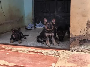 1-3 months Female Purebred German Shepherd