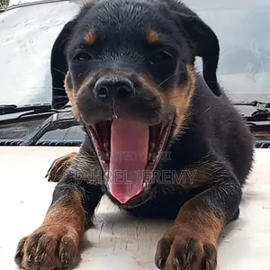 1-3 months Male Purebred Rottweiler
