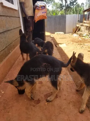 6-12 months Male Purebred German Shepherd
