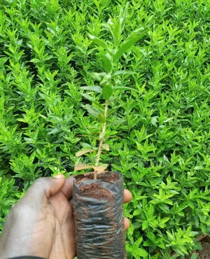 Kei Apple Seedlings Kayaba