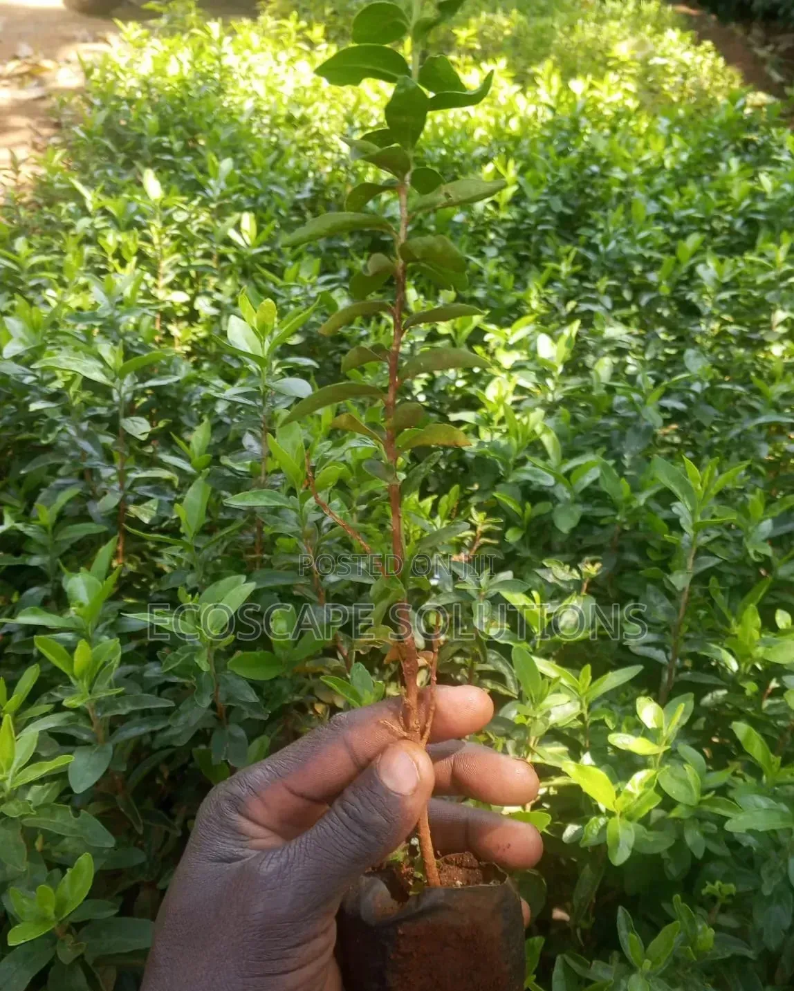 Kei Apple Seedlings Kayaba