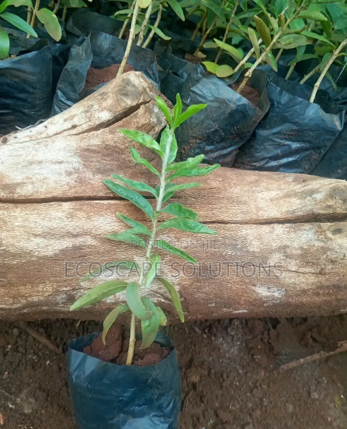 Kei Apple Seedlings Kayaba
