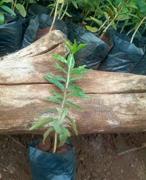 Kei Apple Seedlings Kayaba