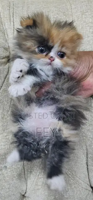 1-3 months Female Purebred Persian