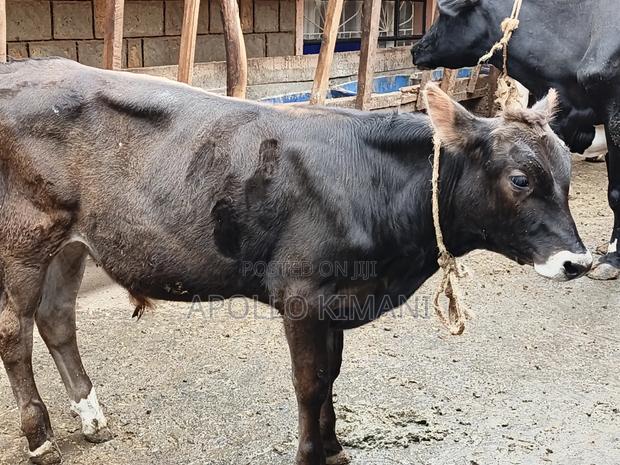 Jersey Breeding Bull Available