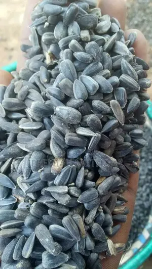 Sunflower Seed