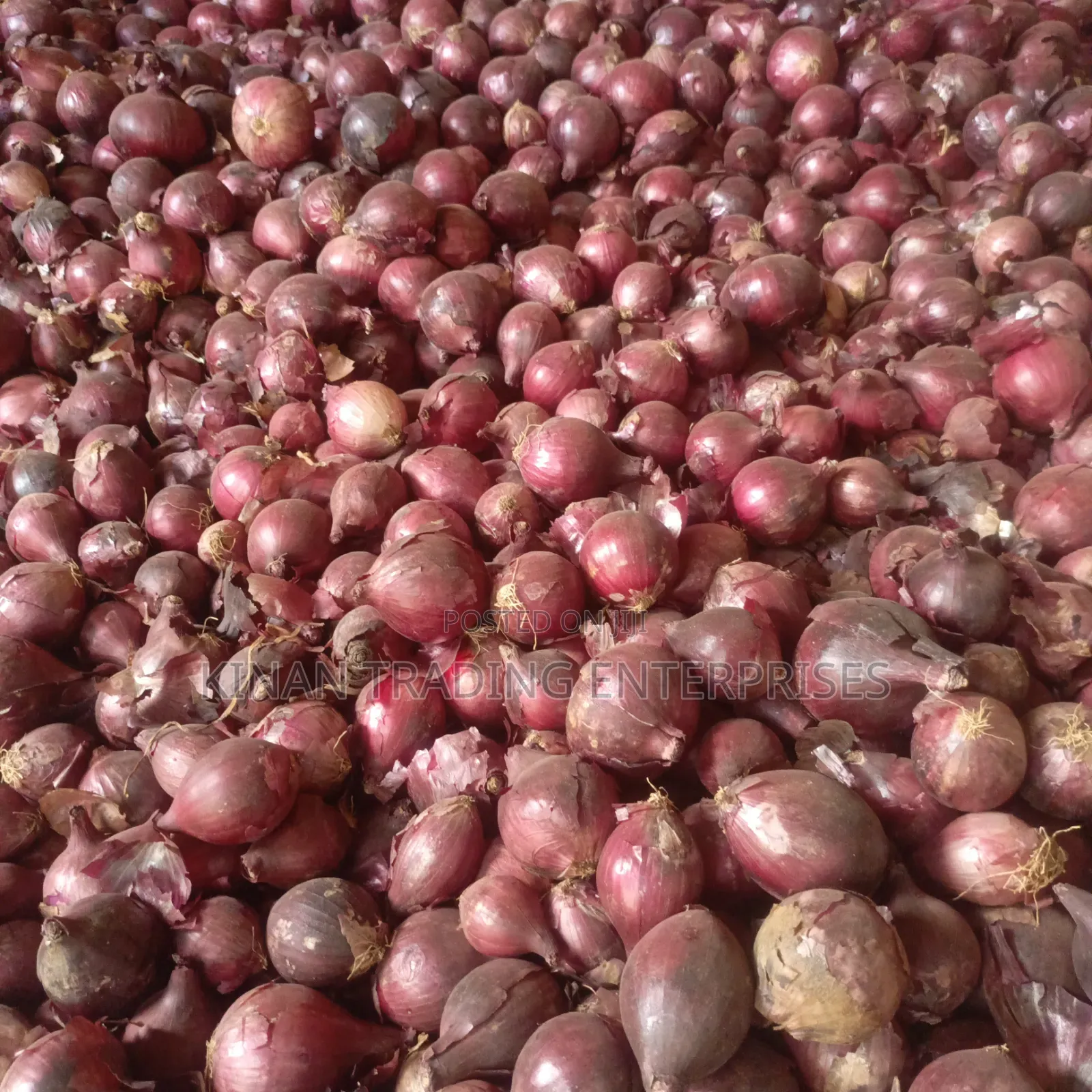 Bulb Onions