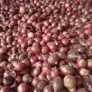 Bulb Onions