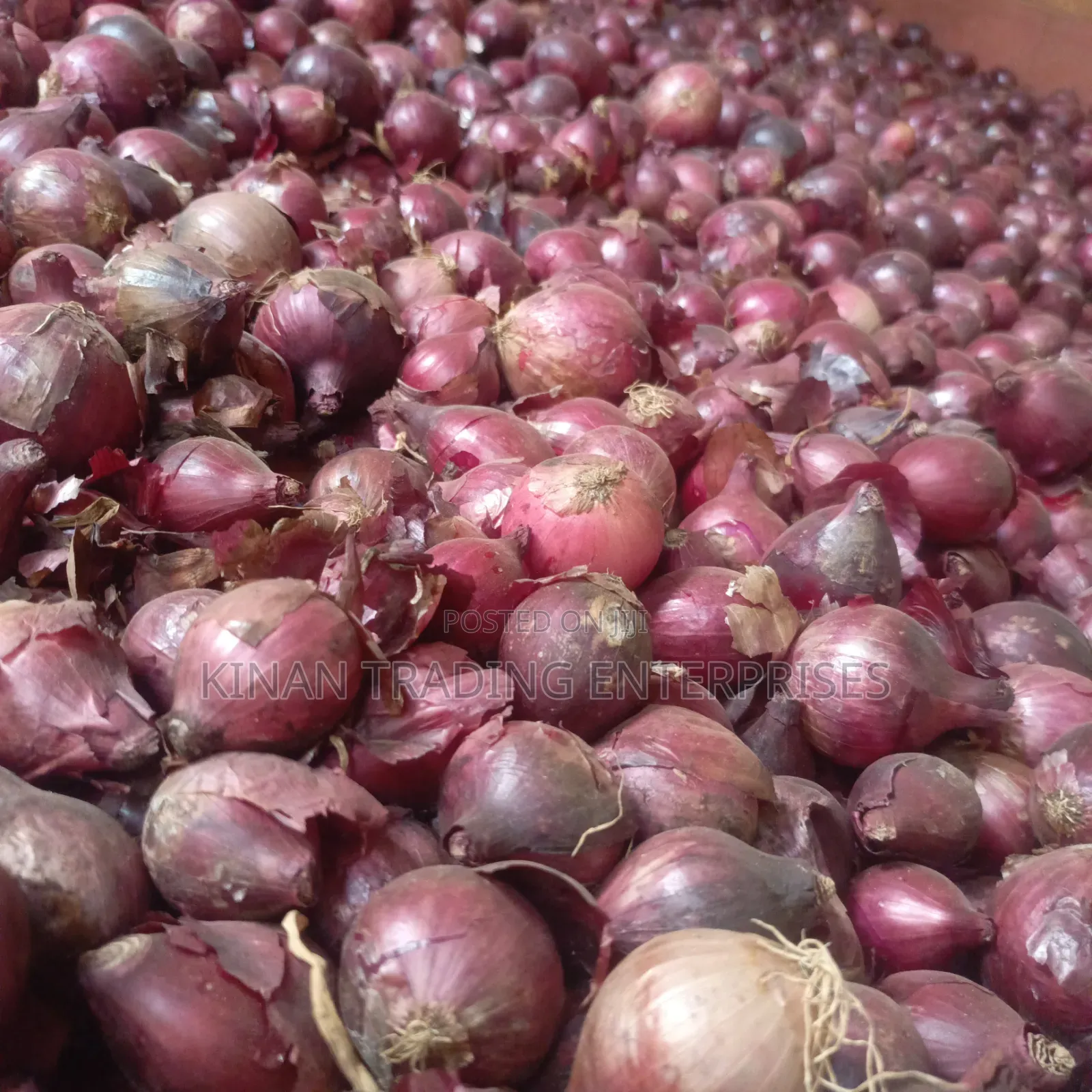 Bulb Onions