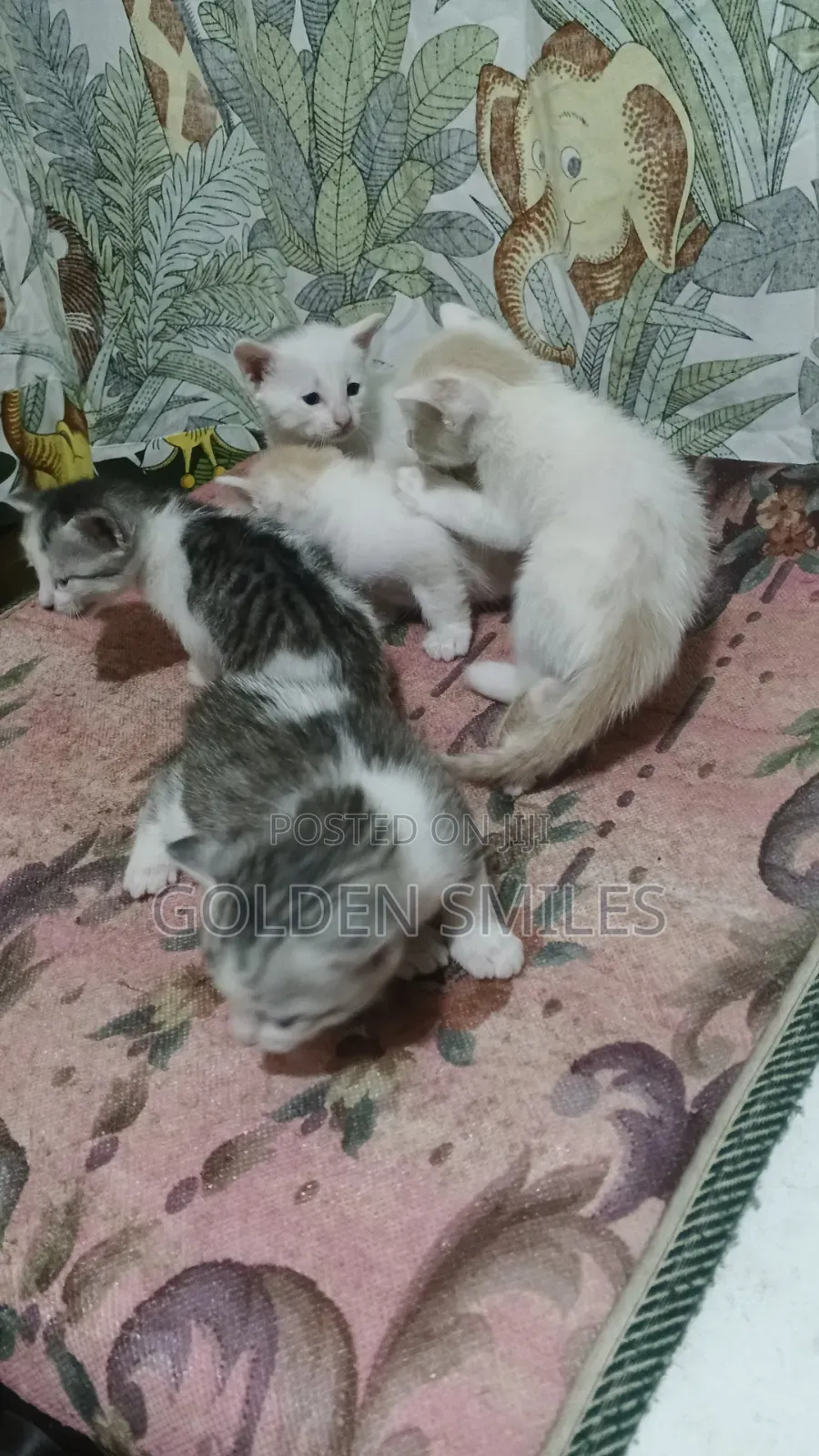 1-3 months Female Mixed Breed Siberian