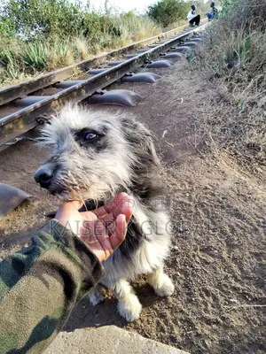 1+ year Male Mixed Breed Yorkshire Terrier