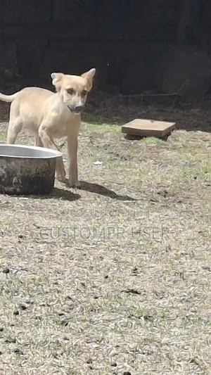 1-3 months Female Mixed Breed Dog