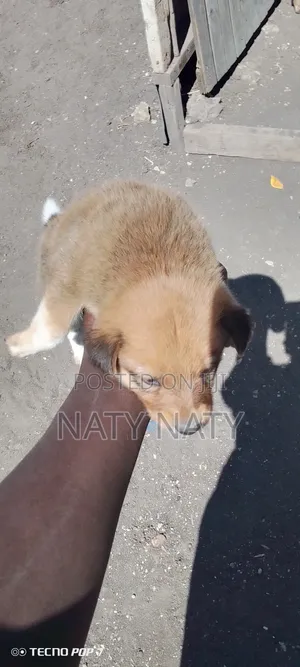 1-3 months Male Mixed Breed Golden Retriever