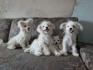 3-6 months Female Purebred Maltese