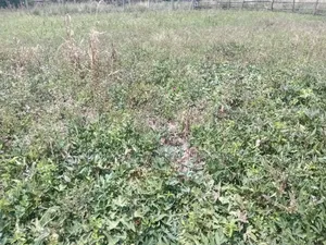 1⁄8 Acre Plot (Square Shape)